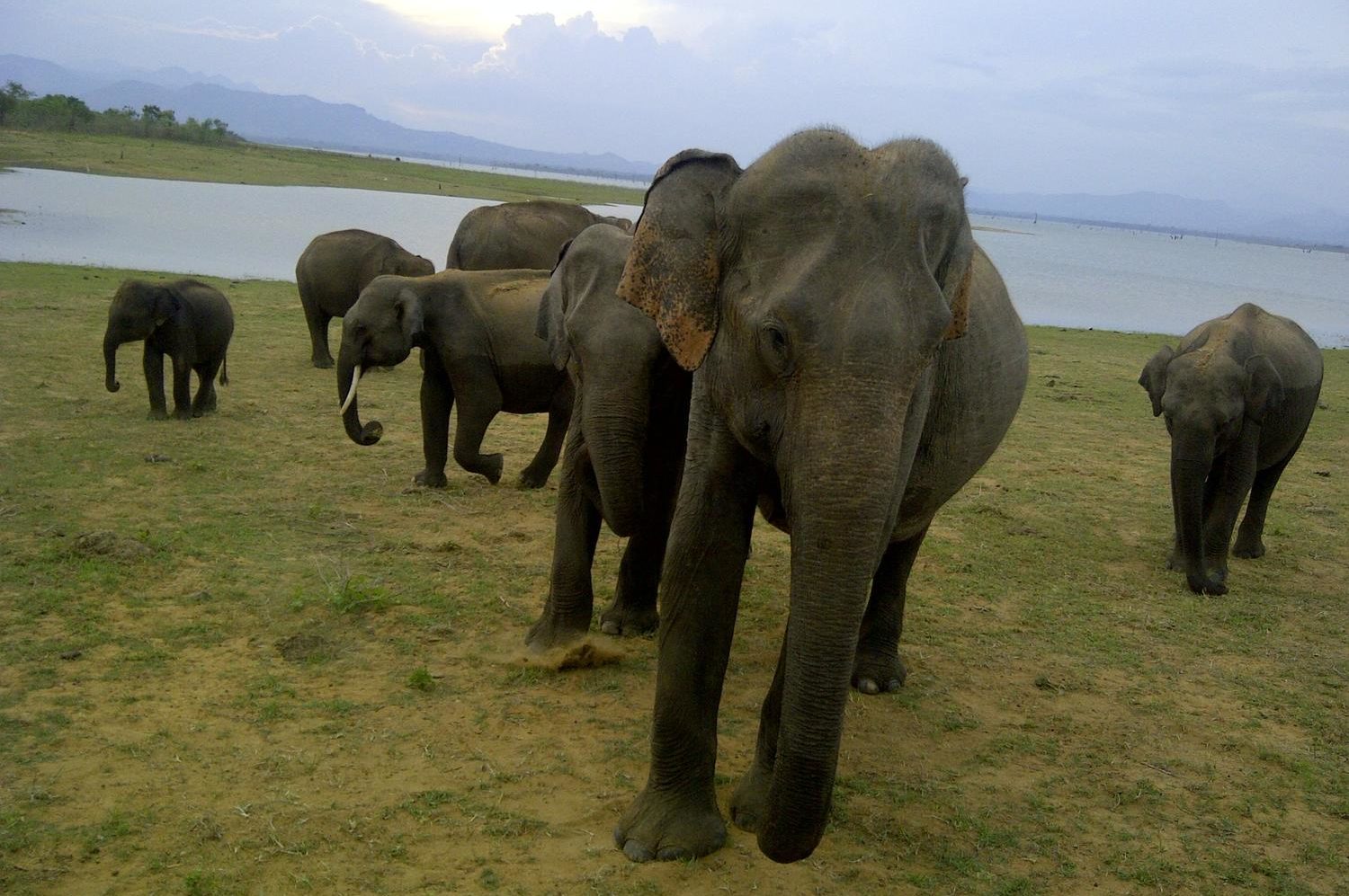 Tiwari Travel Elephants